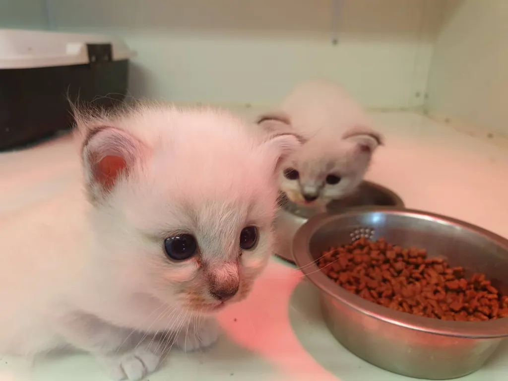 Elevage de chatons SACRE DE BIRMANIE inscrit au LOOF en région PACA