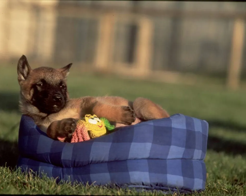 BERGER BELGE MALINOIS lof portée de LANKA et LASCAR