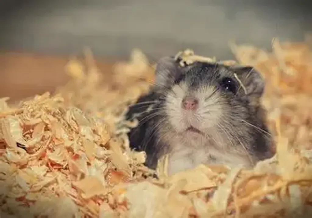 chirurgie pour NAC à marseille 13007