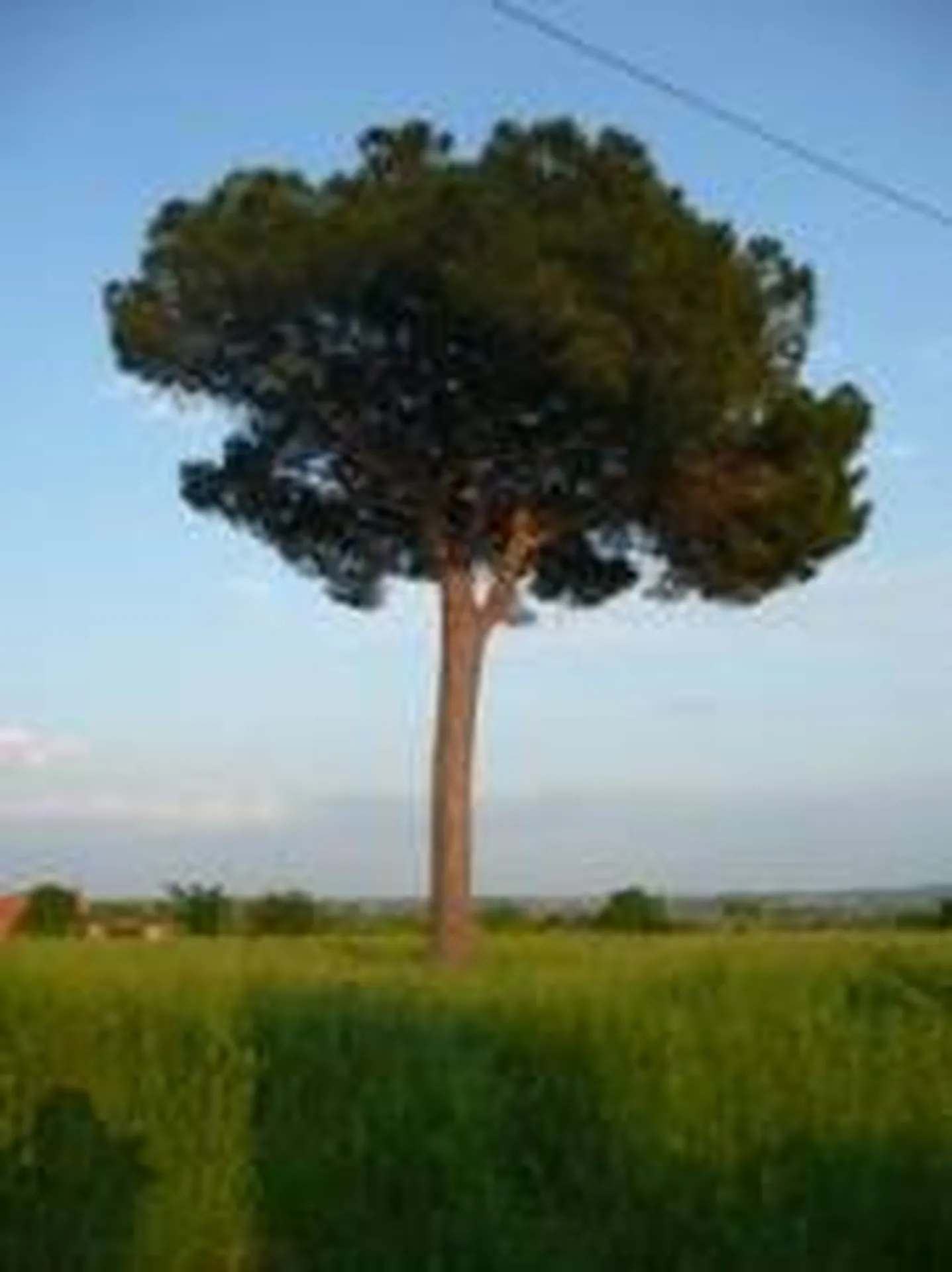 Essence de Bois Bangkirai