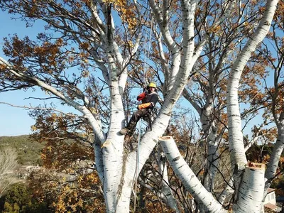 Carré Vert, expert en abattage d'arbres dans les Alpilles et alentours, garantissant un service sécurisé et un entretien de qualité