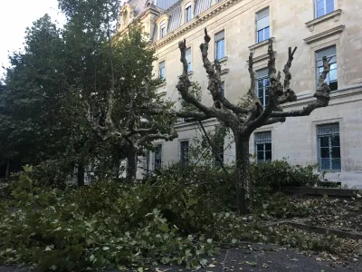 élagage d'arbres hauts à Avignon