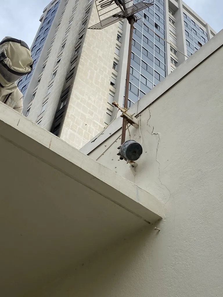 Traitement et enlèvement d’un nid de guêpes dans un école élémentaire de Toulon dans le Var (83)