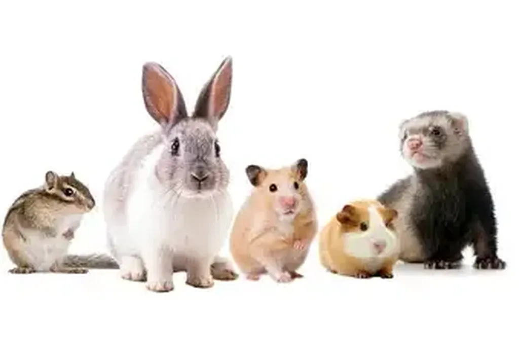 anesthésie plus sûre pour vos NAC à la joliette 13002