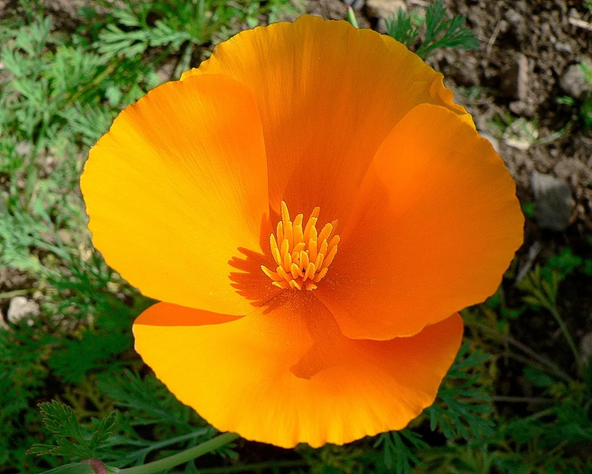 Escholtzia ou pavot de californie en pharmacie à marseille