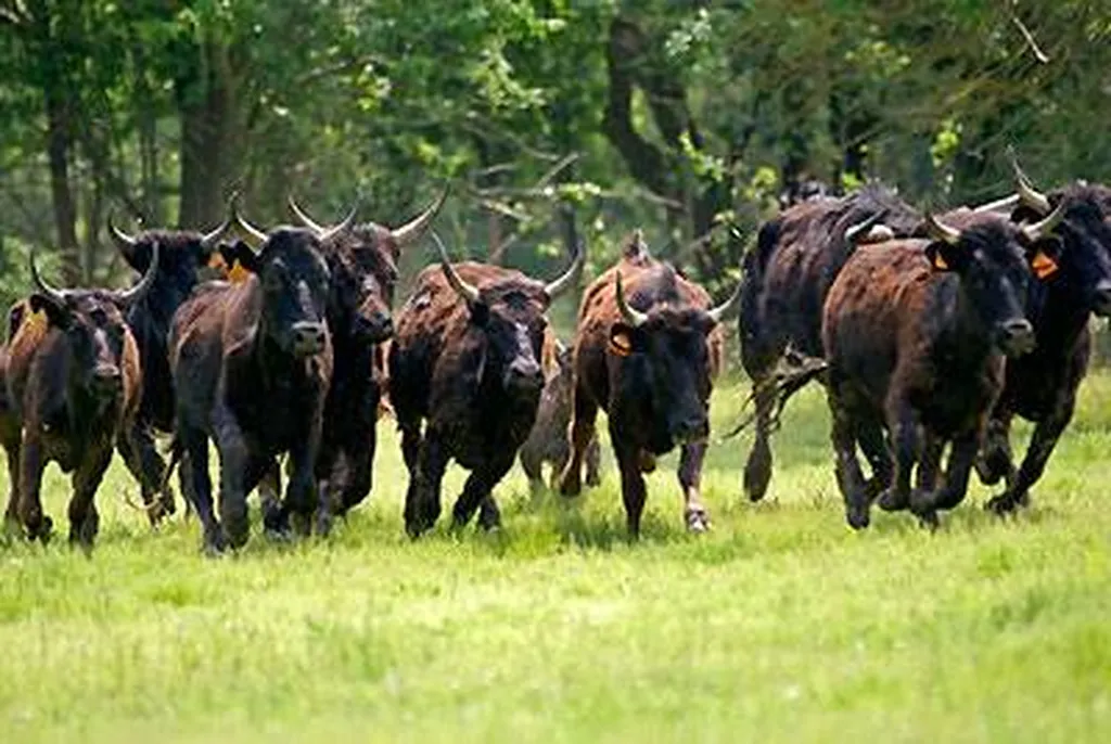 camping piscine chauffée
