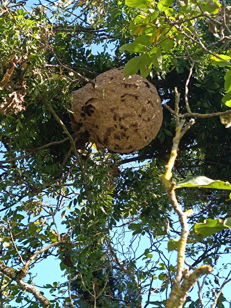 Société spécialisée dans la destruction de nid de frelons pour les particuliers et les professionnels avec utilisation de perches télescopiques à Marlieux proche de Châtillon-sur-Chalaronne