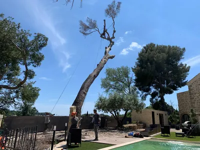Élagueurs professionnels dans les Alpilles à Saint-Rémy-de-Provence, 13210, offrant des services d'élagage sécurisés et soignés pour vos espaces extérieurs