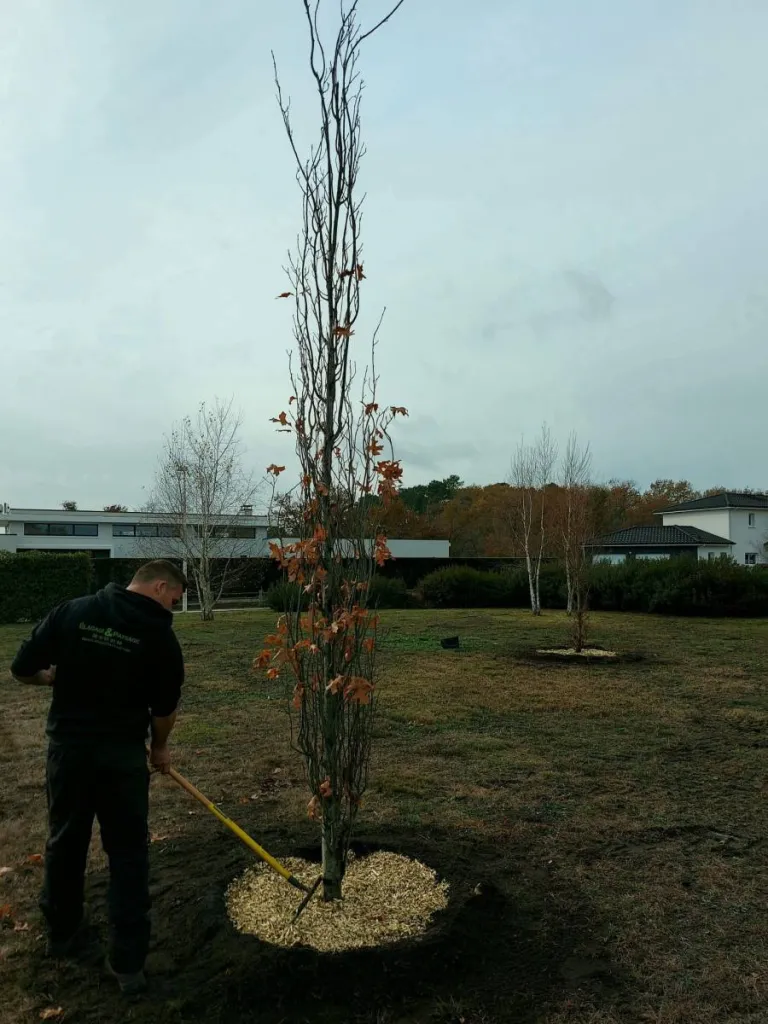 Apport de paillage naturel après plantation d'un arbre à Saint Aubin de Médoc