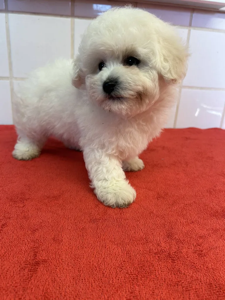 Chiots Bichon Frisé LOF disponibles à Avignon – Portée du 7 décembre 2025