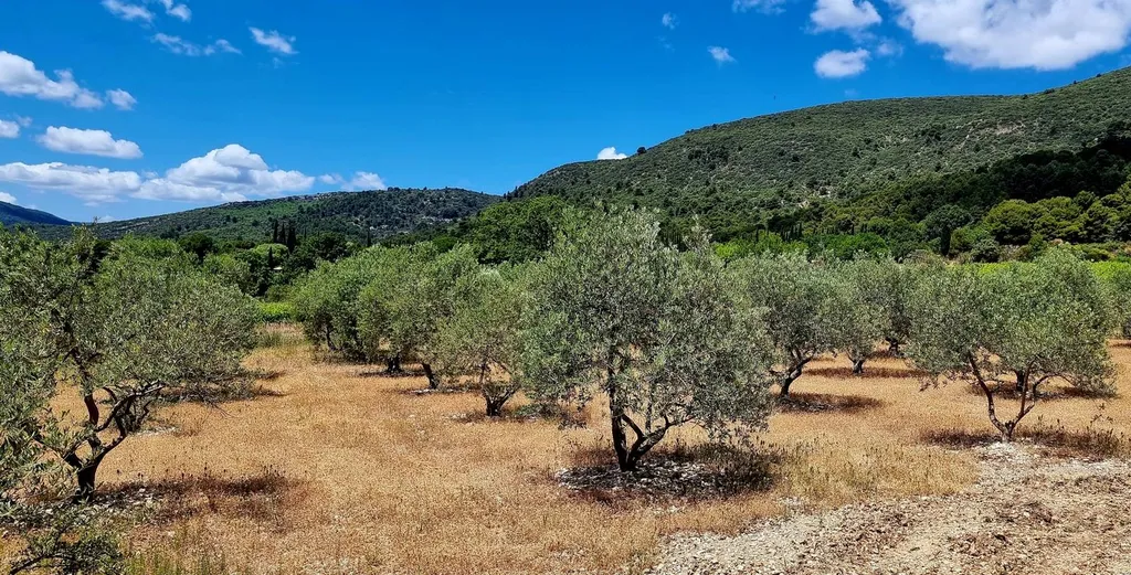 property management and house caretaking