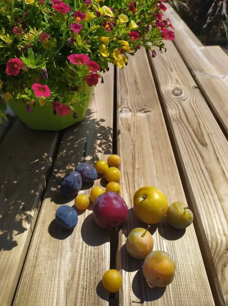 Prunes, quetshes et mirabelles 