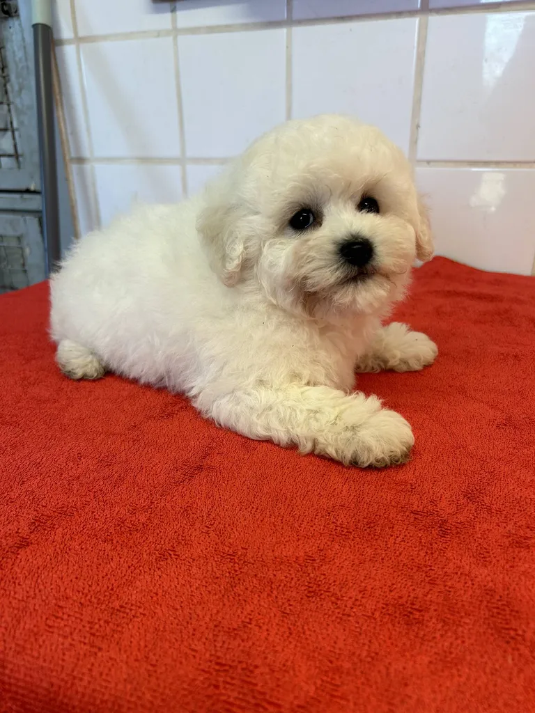 bichon frisé toilettage