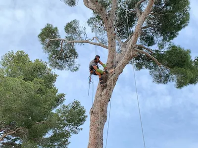 Élagage d'arbres à Eyguières, 13430, par les paysagistes professionnels de Carré Vert, garantissant un entretien soigné et sécurisé pour vos espaces extérieurs