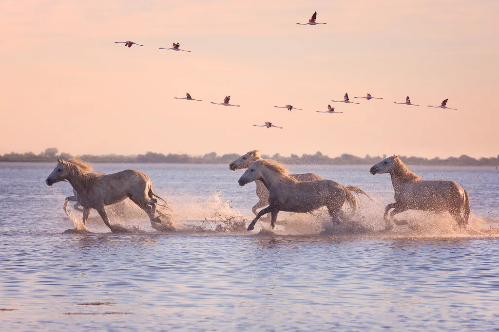 L'Aventure au Cœur de l'Émotion : Bienvenue chez Safari Camargue Passio