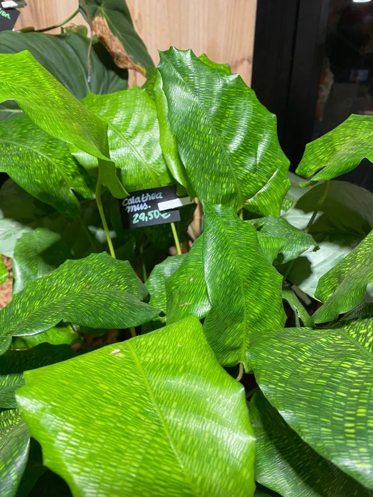 VÉGÉTAUX D'INTÉRIEUR