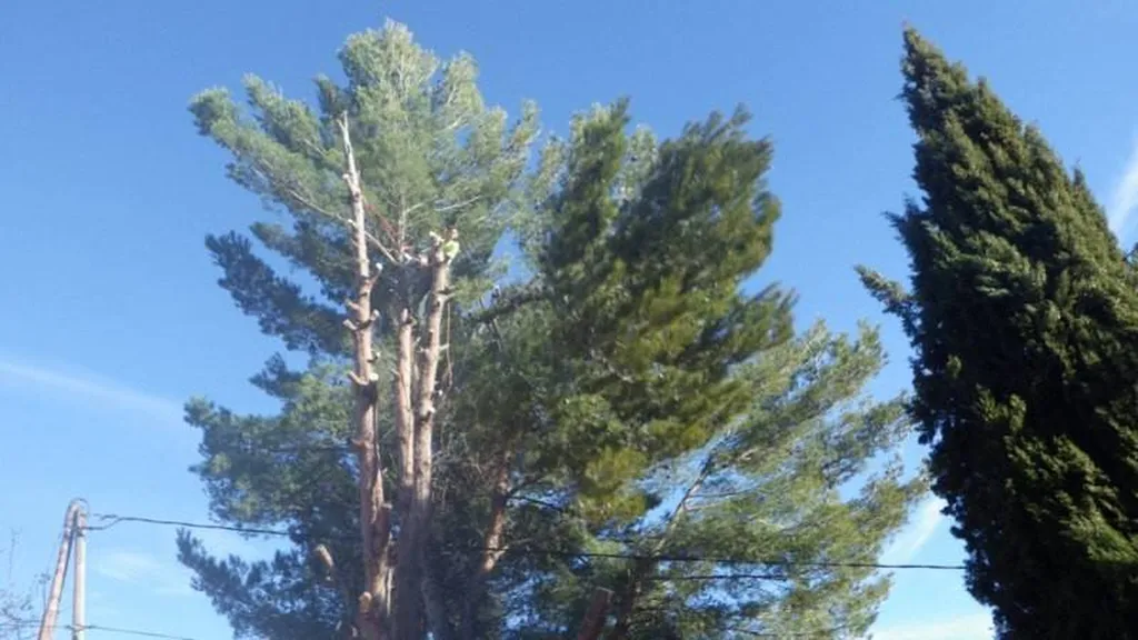 Abattage d'un gros Pin dangereux