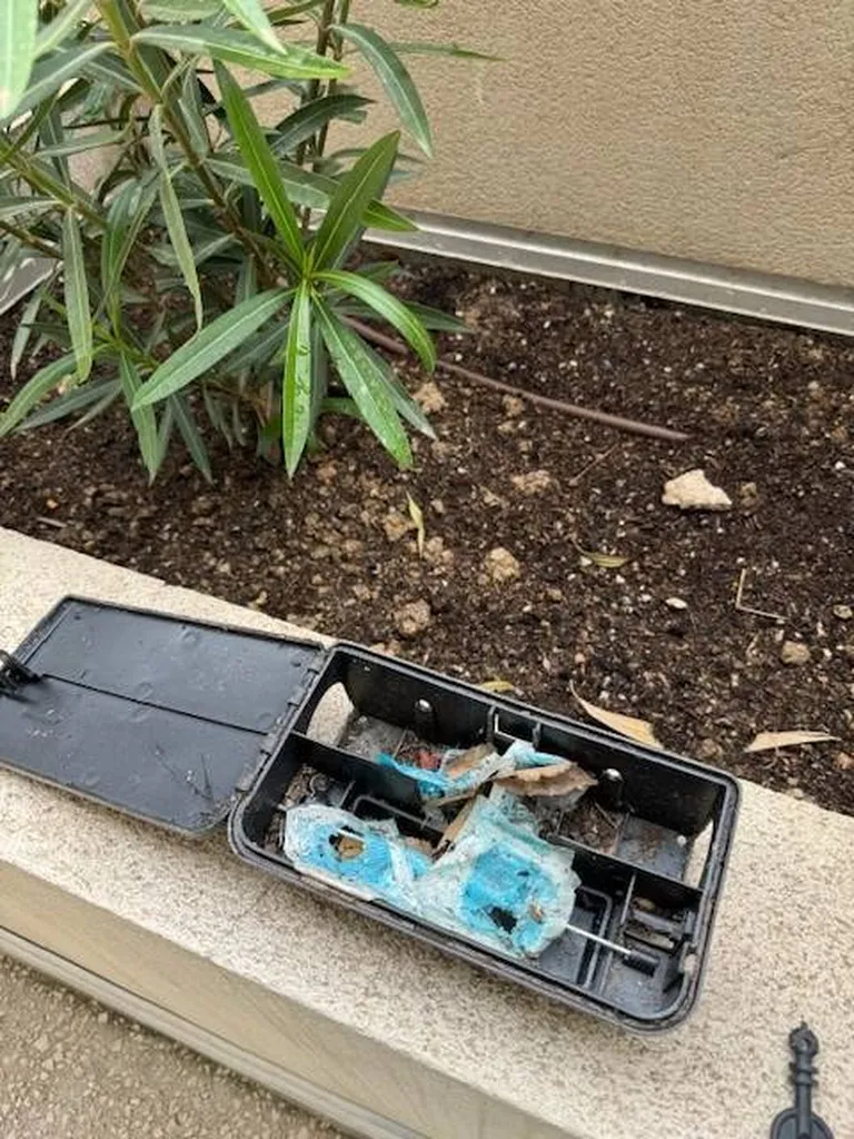 Dératisation d'un immeuble infesté de rats dans les parties communes à la demande d'un syndic de copropriété à Marseille