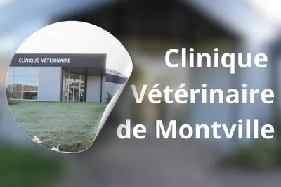 Montville : la clinique vétérinaire de confiance recommandée par Valérie, pour soigner et rassurer animaux et humains.
