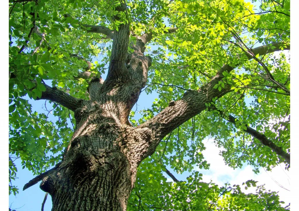 Élagage sévère de chêne à Avignon et dans le Vaucluse