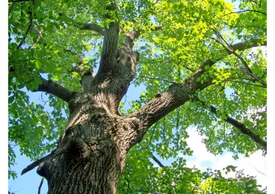 Élagage sévère de chêne à Avignon et dans le Vaucluse