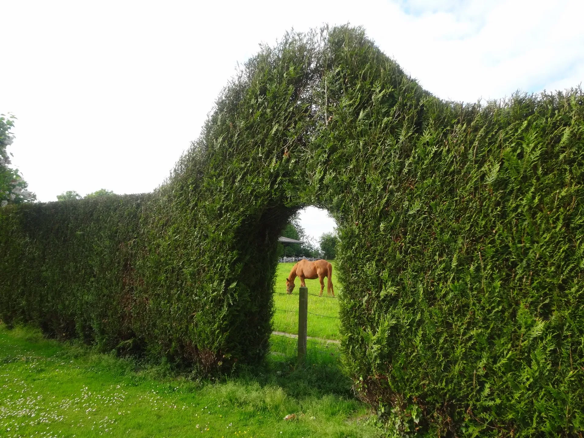 Haie jardin Normandie Pays d'Auge