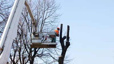 élagage taille et tonte par des paysagistes professionnels dans les Alpilles 13210