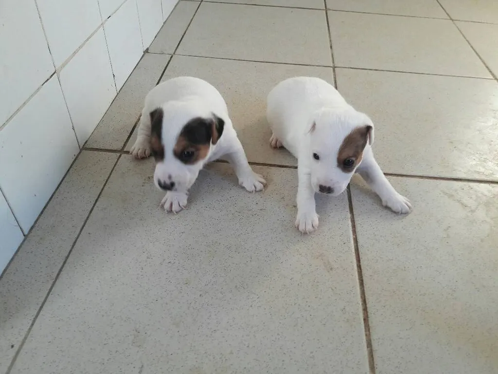 JACK RUSSELL TERRIER L.O.F. AVIGNON