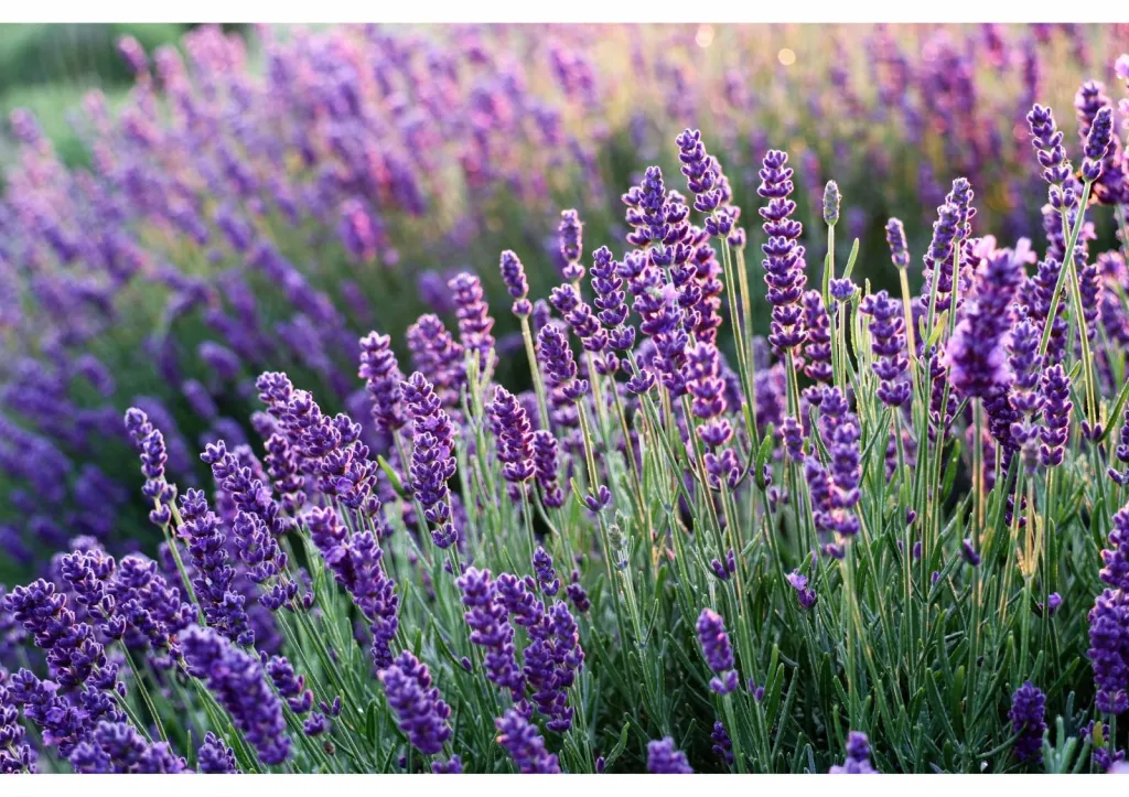 Créer une délimitation naturelle avec une rocaille de jardin dans le Vaucluse