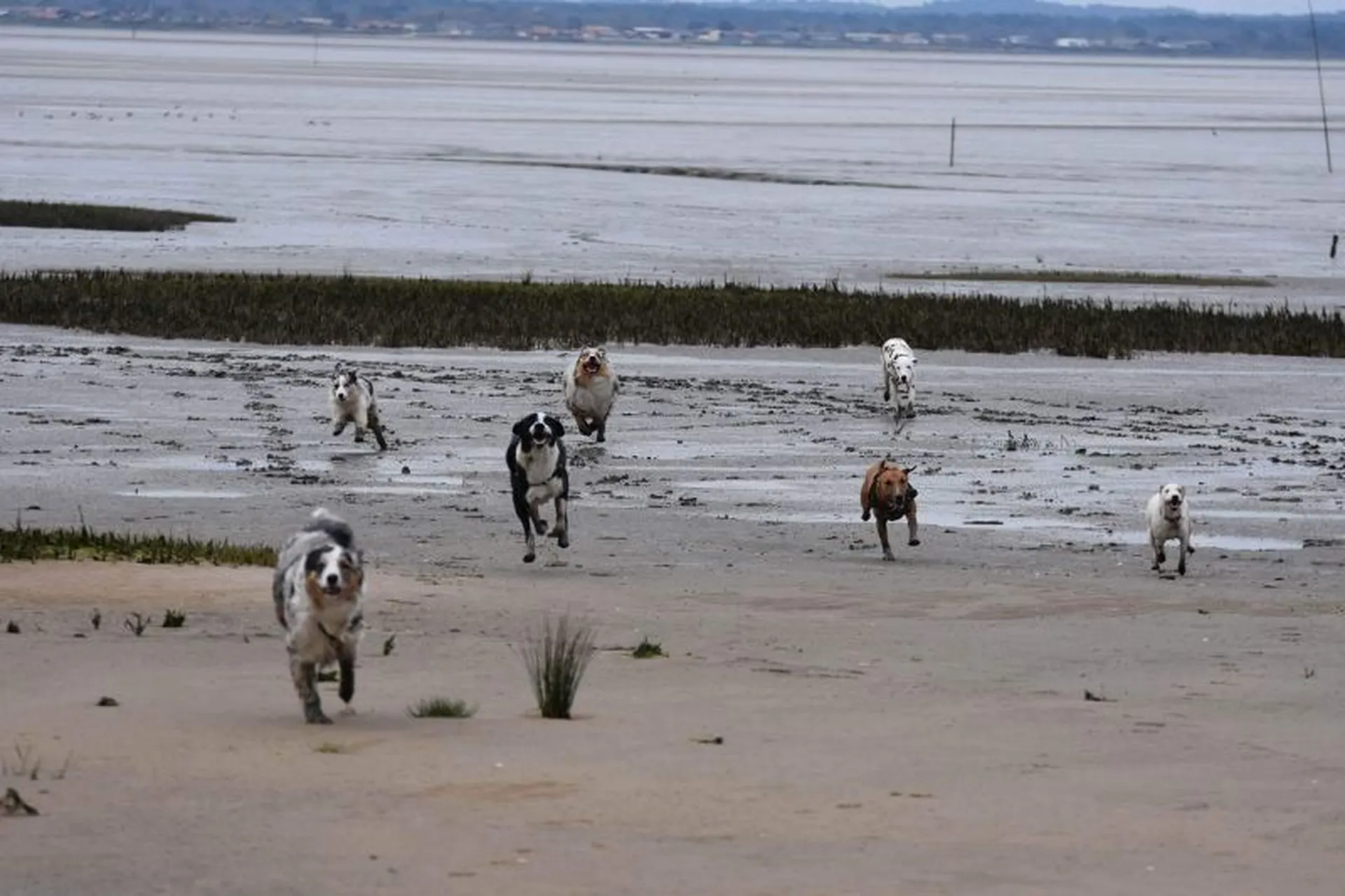 balade de chiens pour tous 