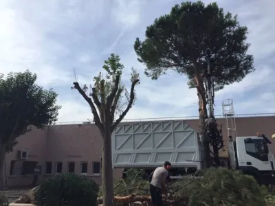 Abattage de pins au Centre commercial de Cap Sud