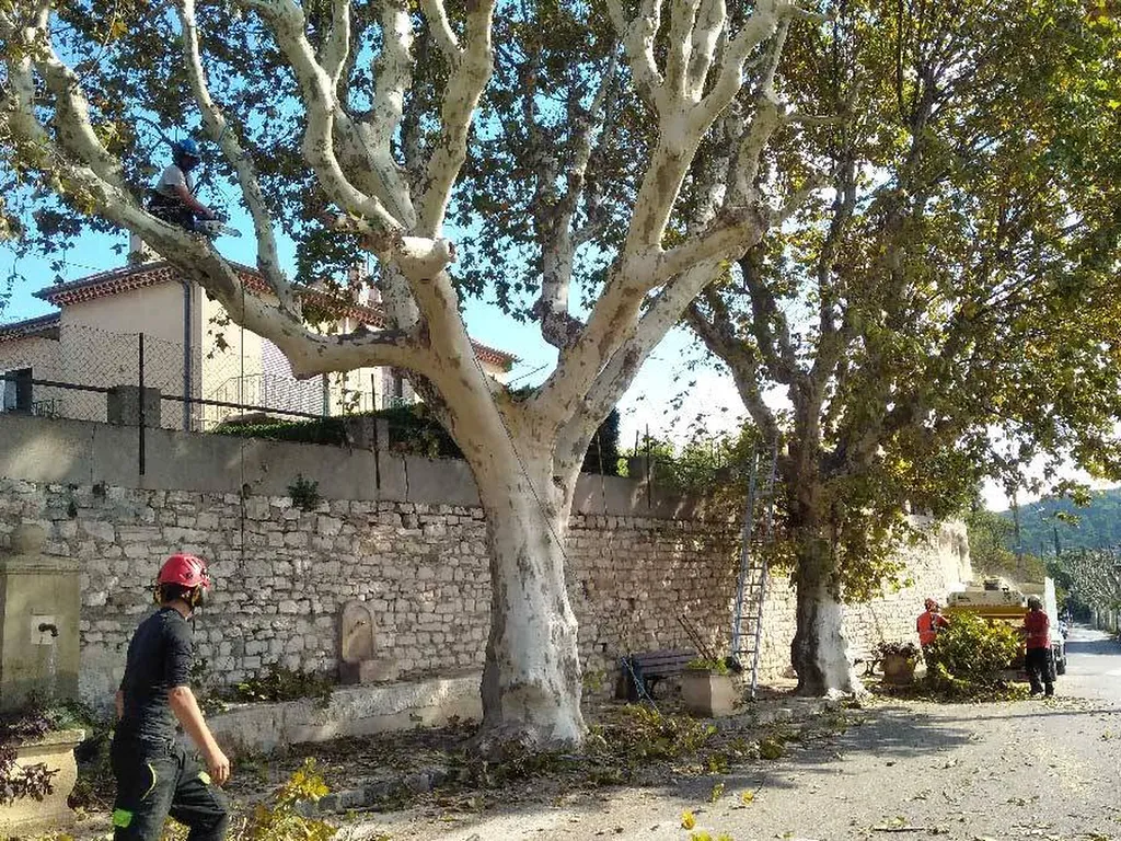 Élagueur à Lesparre-Médoc : Abattage, Dessouchage | Devis Gratuit