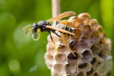 Nid de guêpes