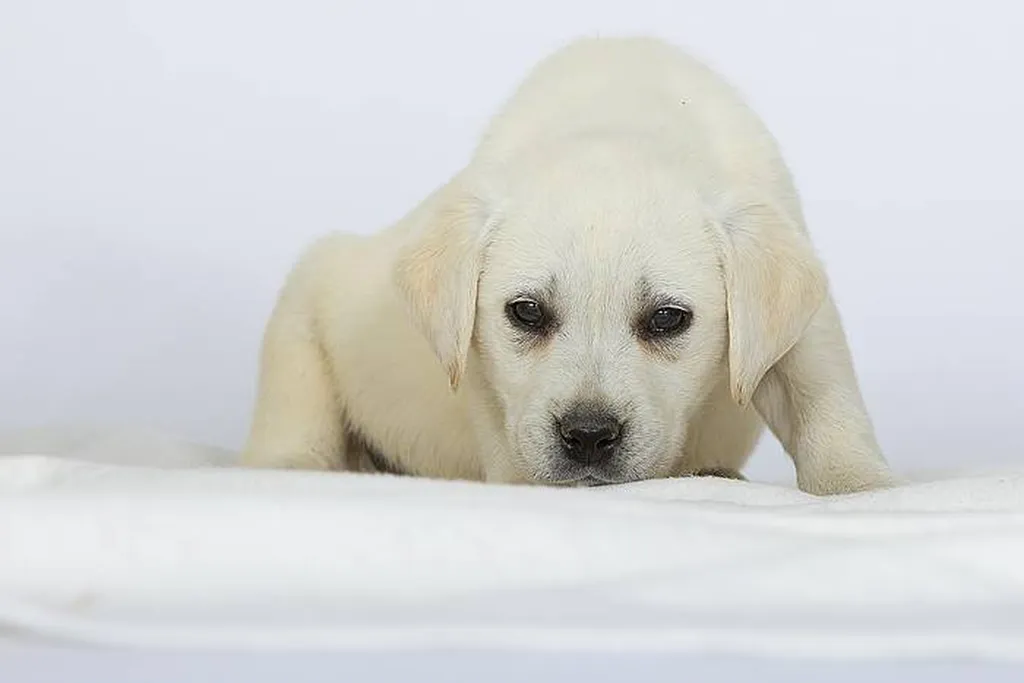 L'un des mâles de la portée de chiots Labrador Retriever