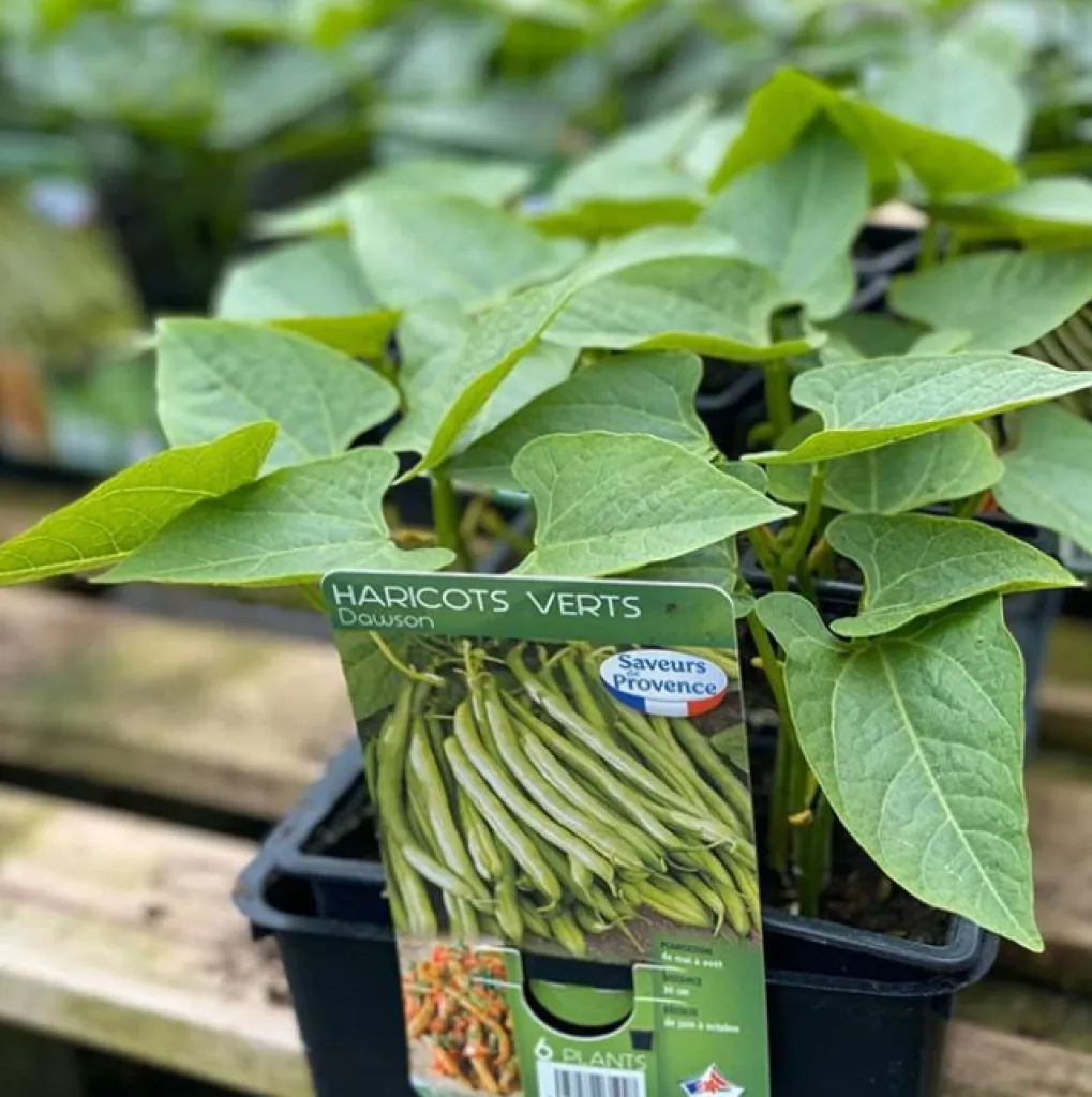 Que planter dans votre jardin en Avril ?