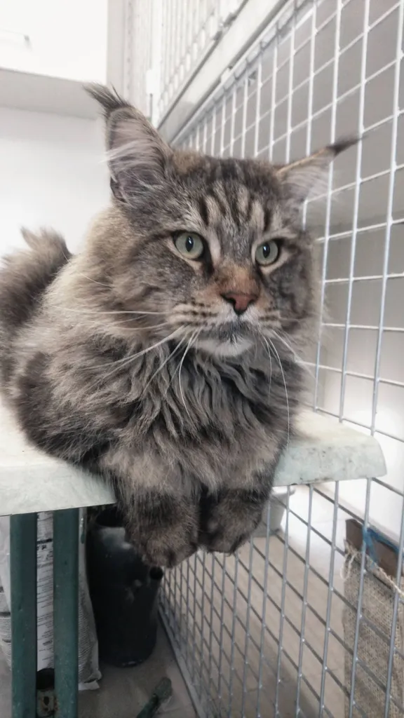 CHATONS MALES ET FEMELLE MAINE COON A ACHETER INSCRIT AU LOOF DANS LE VAUCLUSE