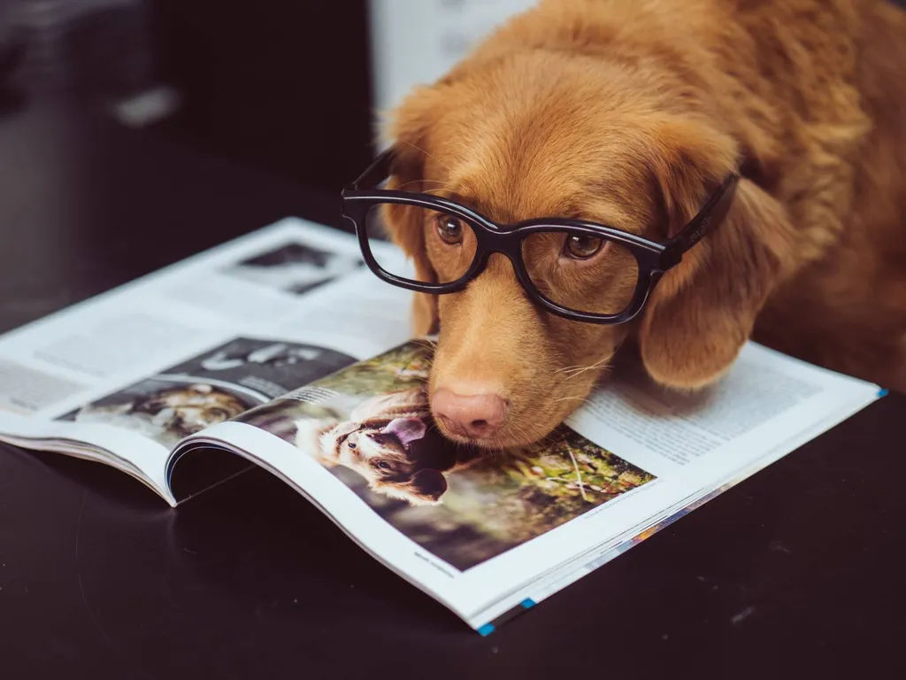  spécialiste et dresseur de chien Cestas