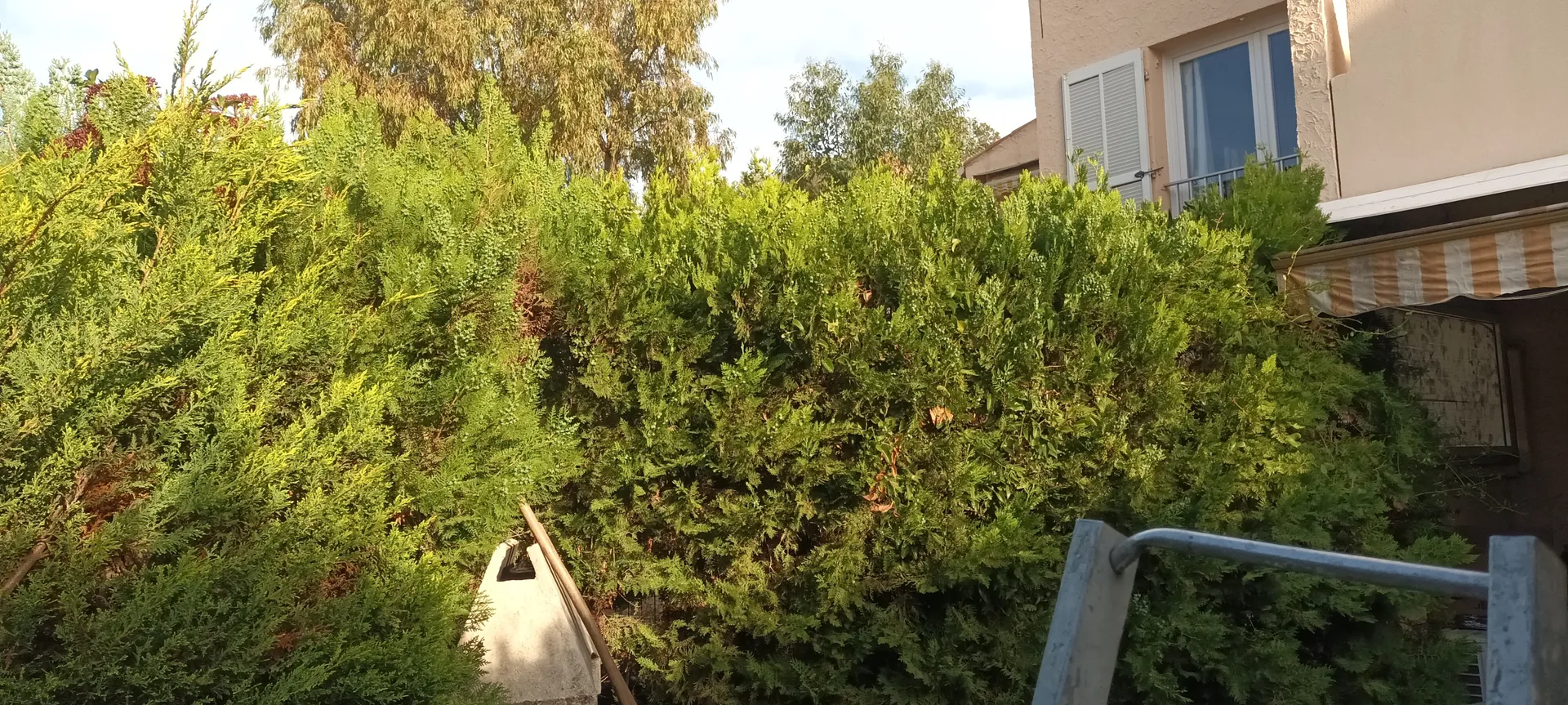 Taille de haie dans le 9ème. 