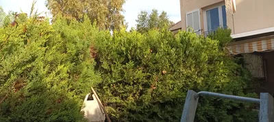 Taille de haie dans le 9ème. 