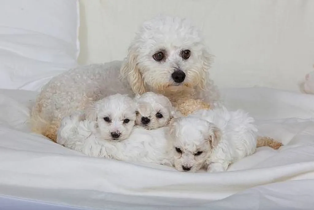 VENTE DE CHIOTS BICHON FRISES AU LOF A AVIGNON