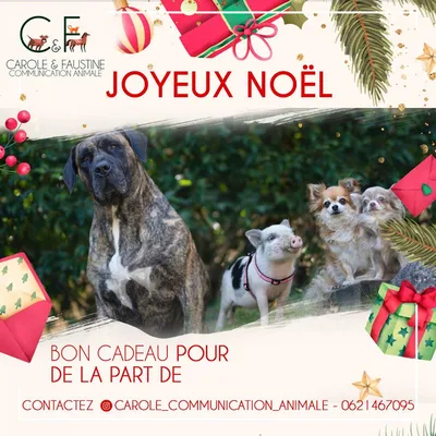 Bon cadeau communication animale pour noël à Lyon