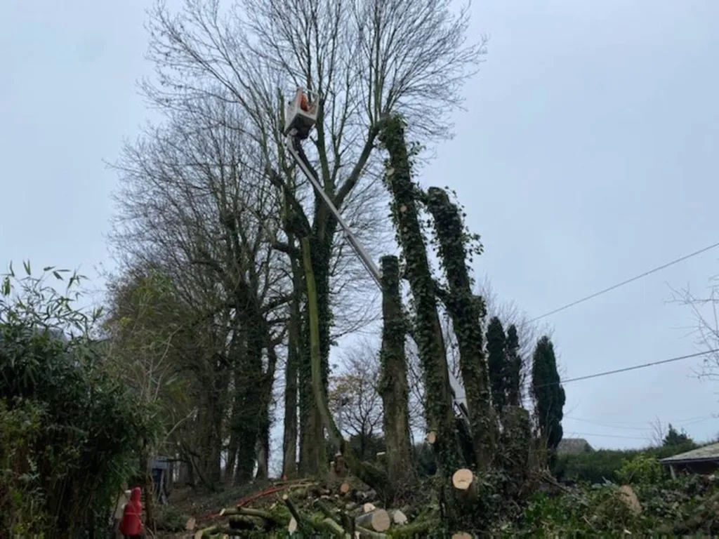 Abattage d'arbre dangereux fécamp