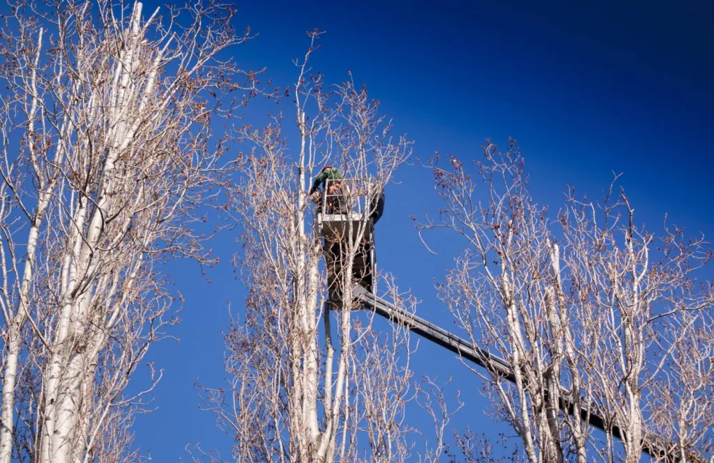 Élagage d’arbre avec nacelle dans le Vaucluse