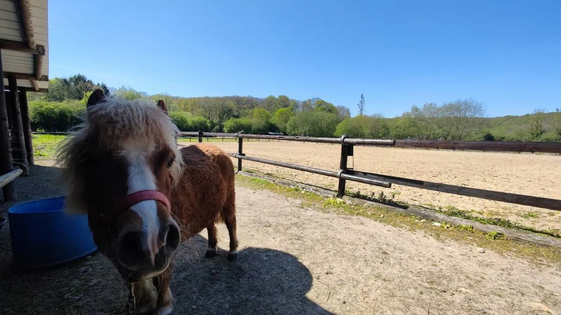 Charmant petit Haras sur 2.2 ha avec boxs, paddocks, manège, carrière et pâtures proche de la mer de Fecamp (76)