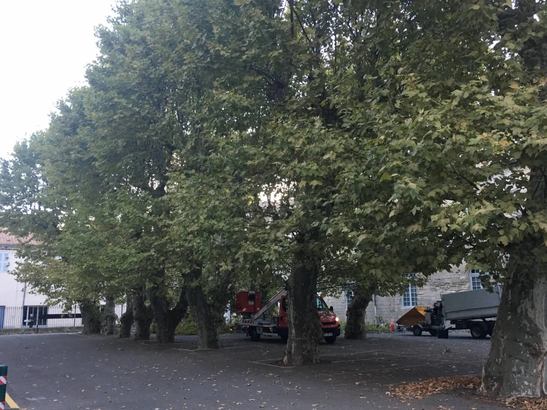 Élagueurs grimpeurs pour l'elagage de platanes à Avignon (84)