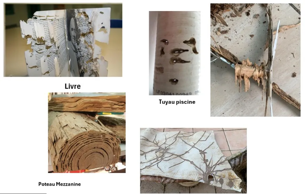 Les termites ennemis silencieux, mais de GROS DÉGATS