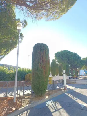 Taille des cyprès d’une entreprise dans le Gard