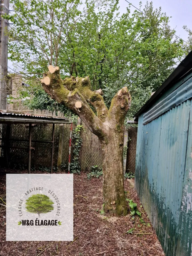Abattage d'un arbres ( Érable ) et rognage de la souche avec un élagueur professionnels a Saint Laurent de Médoc