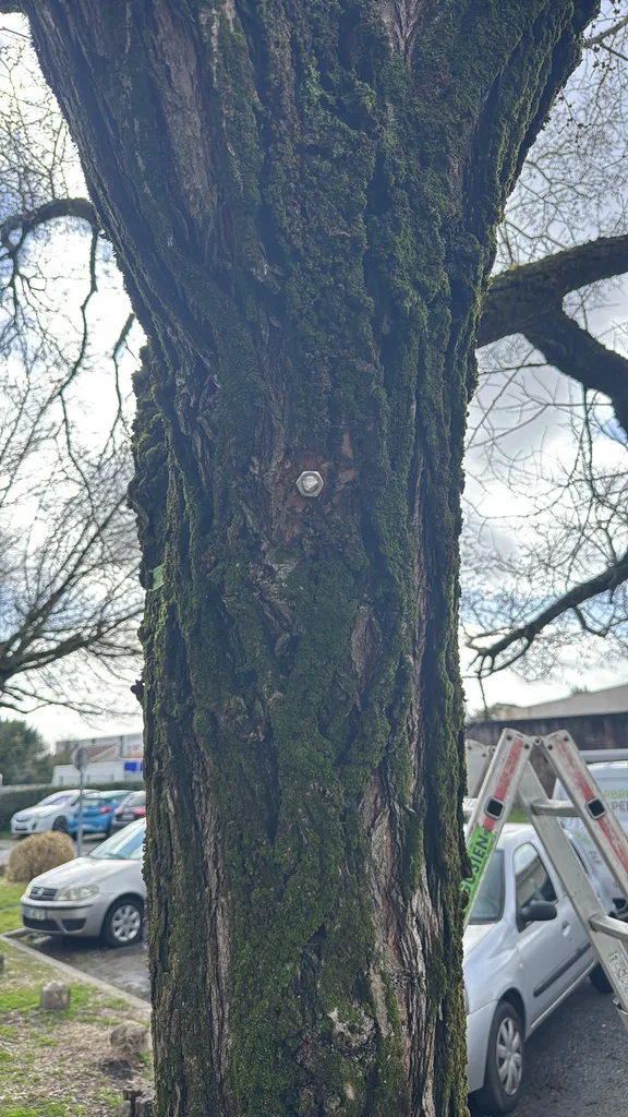 Brochage d'un arbre à Bordeaux
