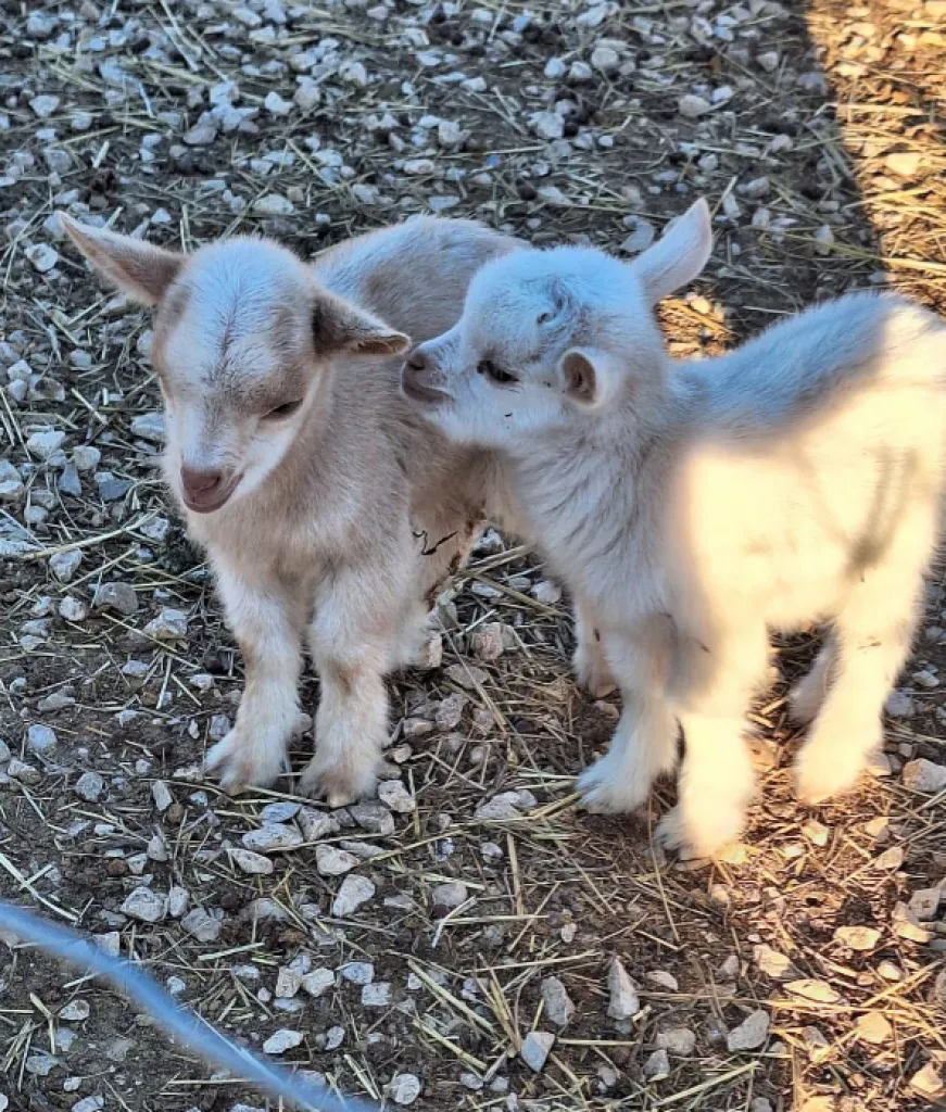 Que faire au jardin en Janvier en Provence ? 